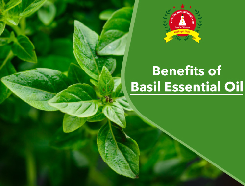 basil essential oil benefits