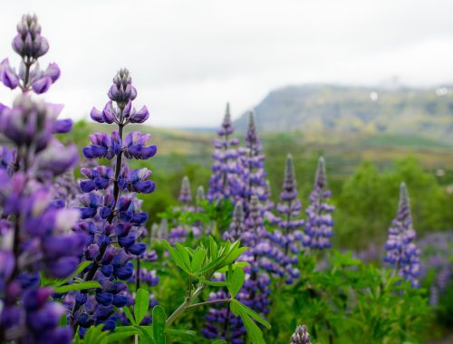 lavender oil