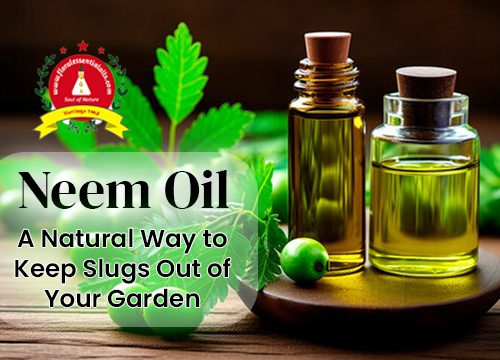 Neem Oil